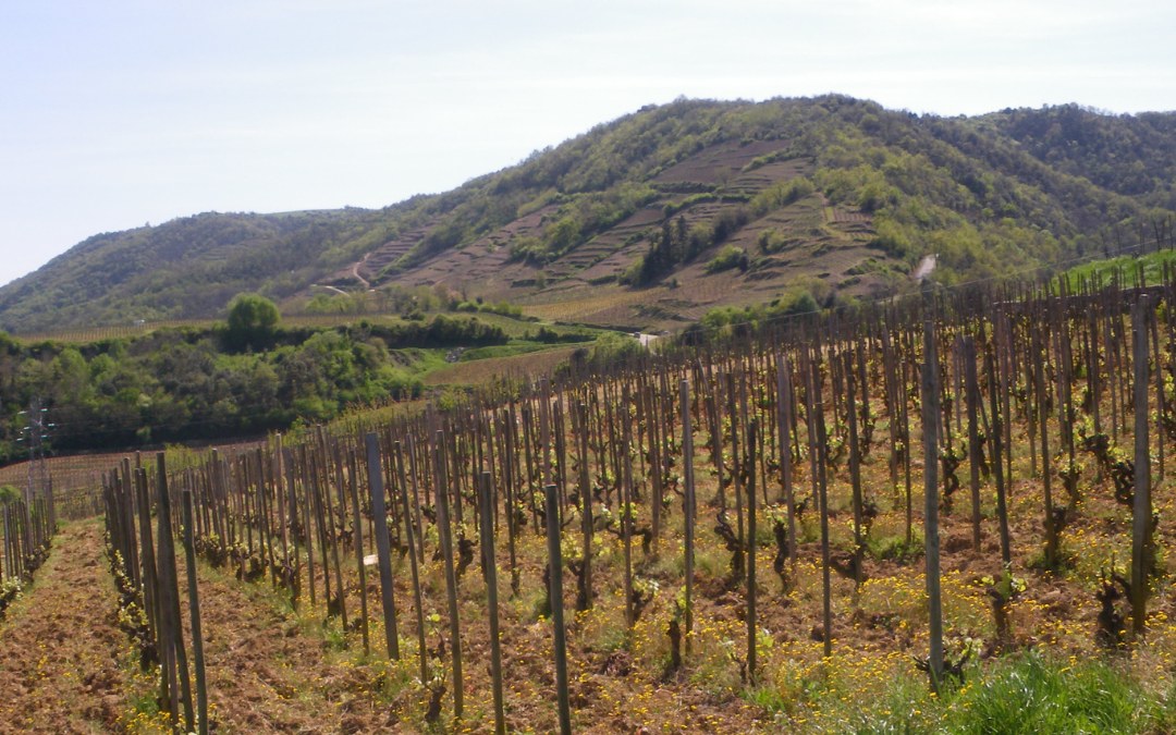 Domaine Bernard GRIPA